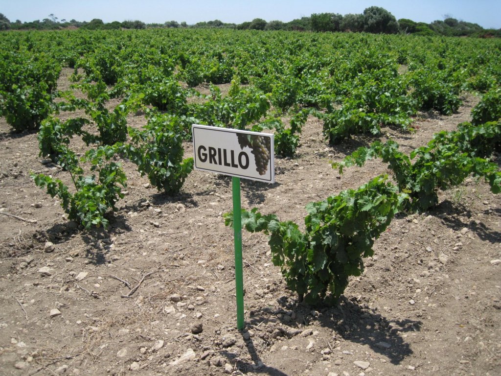 Грилло